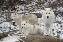 Arctic Wolf (Canis lupus) trio, Omega Park, Montebello, Quebec, Canada