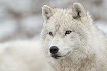 Arctic Wolf (Canis lupus), Omega Park, Montebello, Quebec, Canada