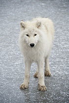 Arctic Wolf (Canis lupus) on ice, Omega Park, Montebello, Quebec, Canada