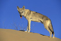 Arabian Wolf (Canis lupus arabs) on sand dune, native to Middle East