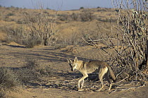 Arabian Wolf (Canis lupus arabs) in desert, native to Middle East