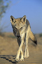 Arabian Wolf (Canis lupus arabs), native to Middle East