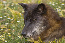 Timber Wolf (Canis lupus), native to North America