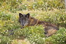 Timber Wolf (Canis lupus) lying in meadow, native to North America