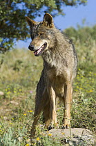 Iberian Wolf (Canis lupus signatus), native to Spain