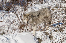 Eastern Wolf (Canis lupus) in winter, Omega Park, Montebello, Quebec, Canada