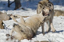 Eastern Wolf (Canis lupus) showing submissive behavior to dominant individual, Omega Park, Montebello, Quebec, Canada