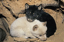 Dingo (Canis lupus dingo) black and white pup, native to Australia