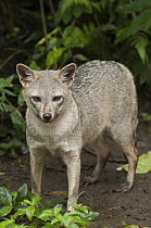 Crab-eating Fox (Cerdocyon thous), native to South America
