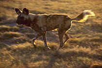 African Wild Dog (Lycaon pictus) running, native to Africa