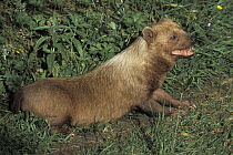 Bush Dog (Speothos venaticus), native to South America