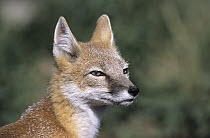 Swift Fox (Vulpes velox), native to North America