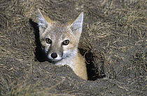 Swift Fox (Vulpes velox) emerging from den, native to North America