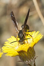 Paper Wasp (Polistes sp) feeding on flower nectar, Nova Scotia, Canada