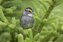 White-throated Sparrow (Zonotrichia albicollis) male in breeding plumage, Nova Scotia, Canada