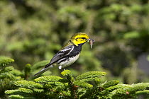 Black-throated Green Warbler (Setophaga virens) male with prey, Canada