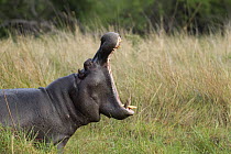 Hippopotamus (Hippopotamus amphibius) bull in territorial display, Khwai River, Botswana
