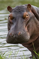 Hippopotamus (Hippopotamus amphibius) bull, Khwai River, Botswana