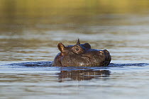 Hippopotamus (Hippopotamus amphibius) juvenile at surface, Khwai River, Botswana