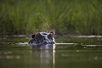 Hippopotamus (Hippopotamus amphibius) flapping ears, Botswana