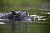 Hippopotamus (Hippopotamus amphibius) spraying water from nostrils, Khwai River, Botswana