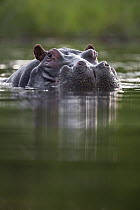 Hippopotamus (Hippopotamus amphibius), Khwai River, Botswana