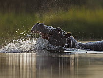 Hippopotamus (Hippopotamus amphibius) in territorial display, Botswana
