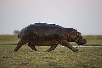Hippopotamus (Hippopotamus amphibius) bull running, Chobe National Park, Botswana