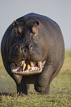 Hippopotamus (Hippopotamus amphibius) bull charging in territorial display, Botswana