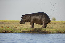 Hippopotamus (Hippopotamus amphibius) bull marking territory by flicking dung, Chobe National Park, Botswana
