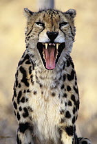 King Cheetah (Acinonyx jubatus) morph pattern differs from regular Cheetah, in defensive posture, native to Africa