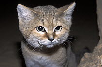 Sand Cat (Felis margarita), native to Africa and Asia