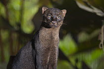 Jaguarundi (Puma yagouaroundi) portrait, native to Central and South America