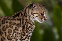 Oncilla (Leopardus tigrinus), native to Central and South America