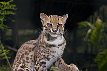 Oncilla (Leopardus tigrinus), native to Central and South America