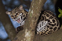 Margay (Leopardus wiedii) hissing, native to Central and South America
