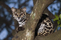 Margay (Leopardus wiedii) in tree, native to Central and South America