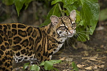 Margay (Leopardus wiedii), native to Central and South America