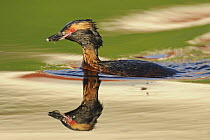 Horned Grebe (Podiceps auritus) in breeding plumage swimming, Sweden