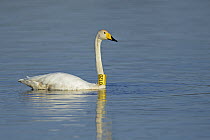 Whooper Swan (Cygnus cygnus) with neck band, Poland