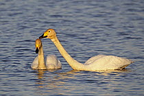 Whooper Swan (Cygnus cygnus) pair courting, Poland