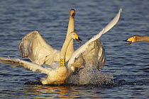 Whooper Swan (Cygnus cygnus) pair fighting, Poland