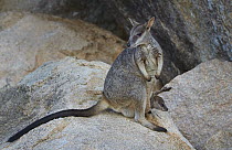 Allied Rock Wallaby (Petrogale assimilis) mother with joey, Magnetic Island, Queensland, Australia
