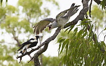 Channel-billed Cuckoo (Scythrops novaehollandiae) juvenile being fed by Australian Magpie (Gymnorhina tibicen) host, Queensland, Australia