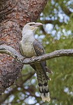 Channel-billed Cuckoo (Scythrops novaehollandiae) fledgling, Queensland, Australia