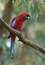 Crimson Rosella (Platycercus elegans) parrot, Canberra, Australia