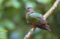Emerald Dove (Chalcophaps indica) juvenile, Malanda, Queensland, Australia