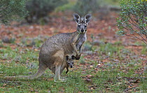 Wallaroo (Macropus robustus) mother and joey, Cunnamulla, Queensland, Australia
