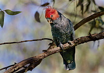 Gang-gang Cockatoo (Callocephalon fimbriatum) male, Canberra, Australia