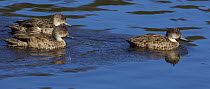 Grey Teal (Anas gracilis) trio swimming, Queensland, Australia